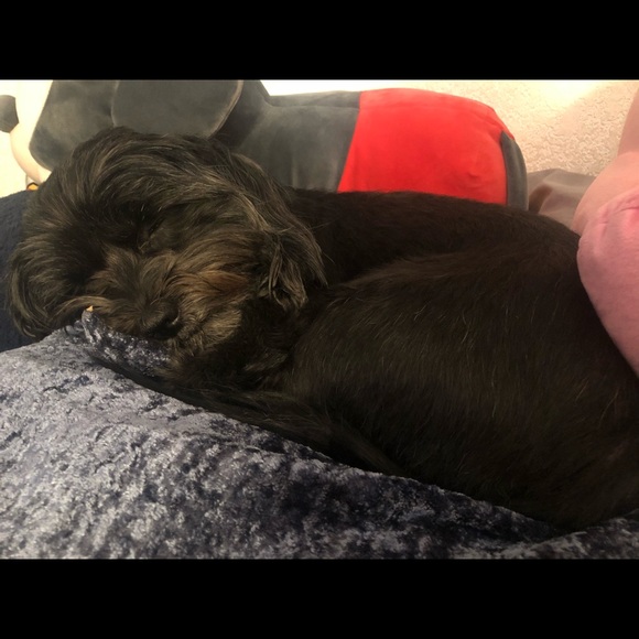 Meet your Posher, Angelica - Picture 5 of 5